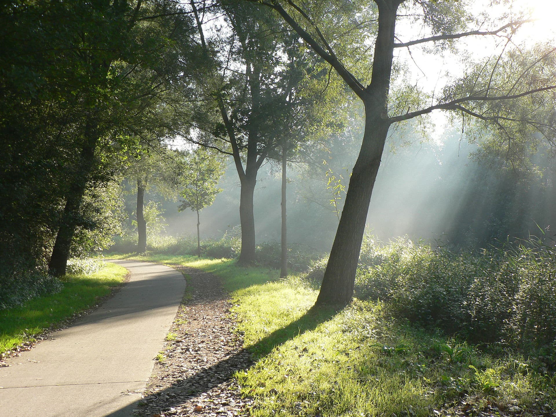 Fietspad door een Nederlands landschap